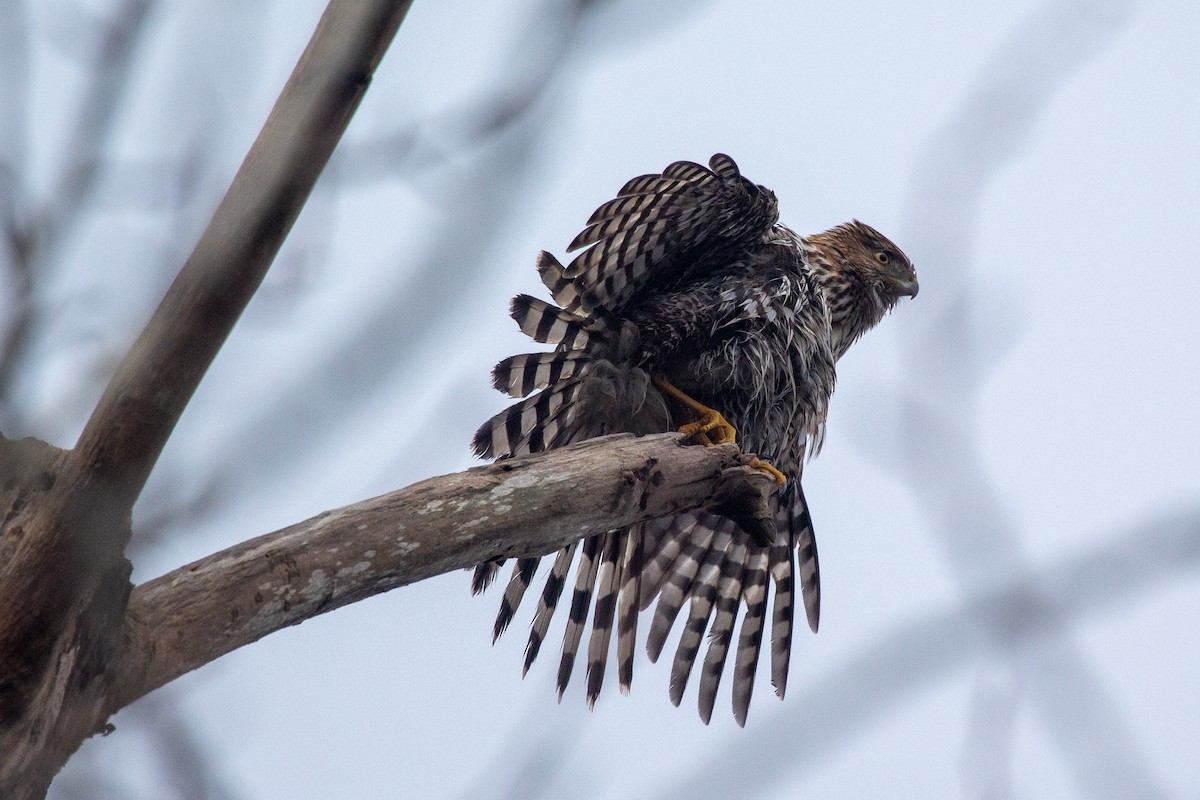 Cooper's Hawk - ML407987191