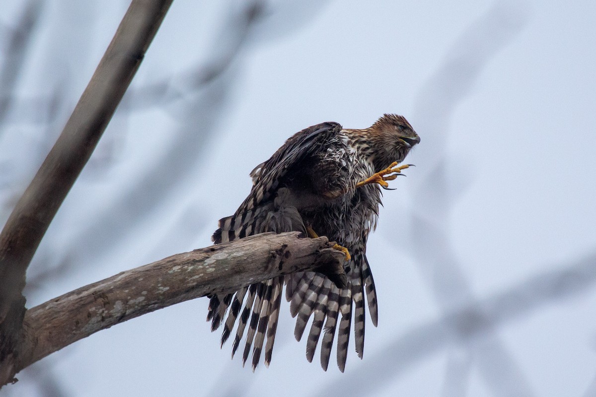 Cooper's Hawk - ML407987201