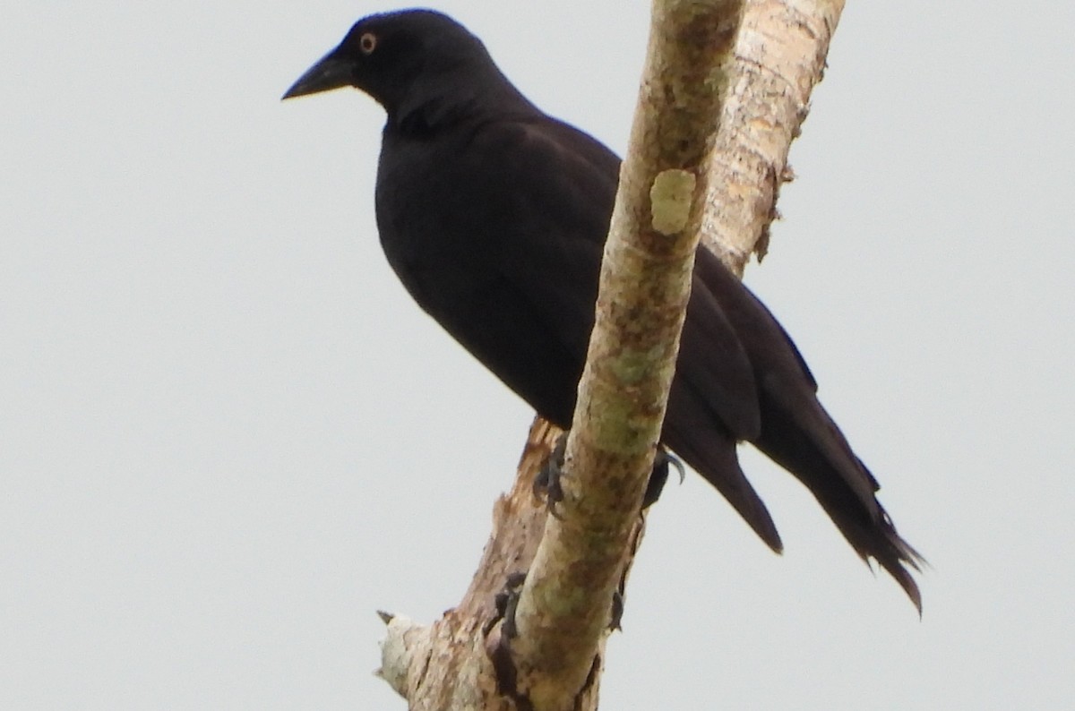 Giant Cowbird - ML407987971