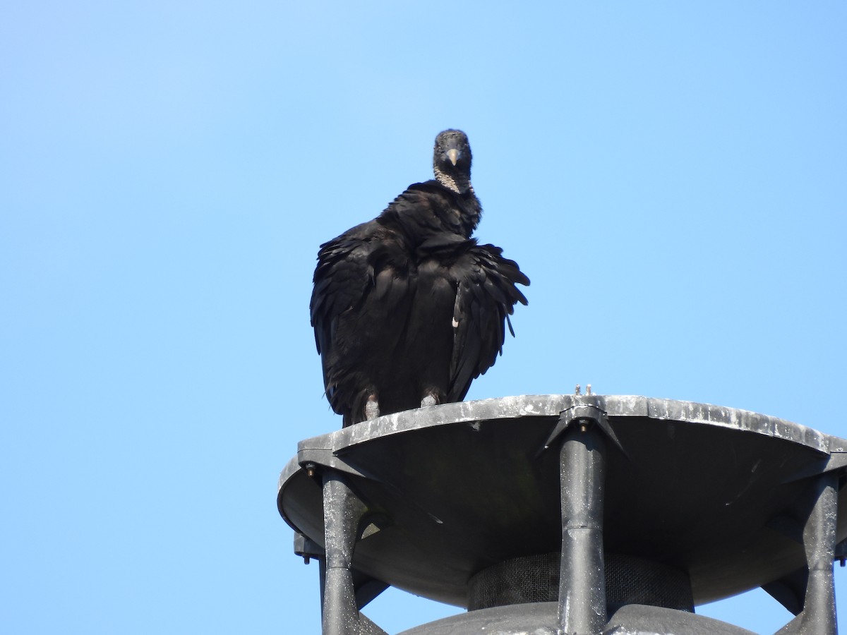Black Vulture - ML407989601