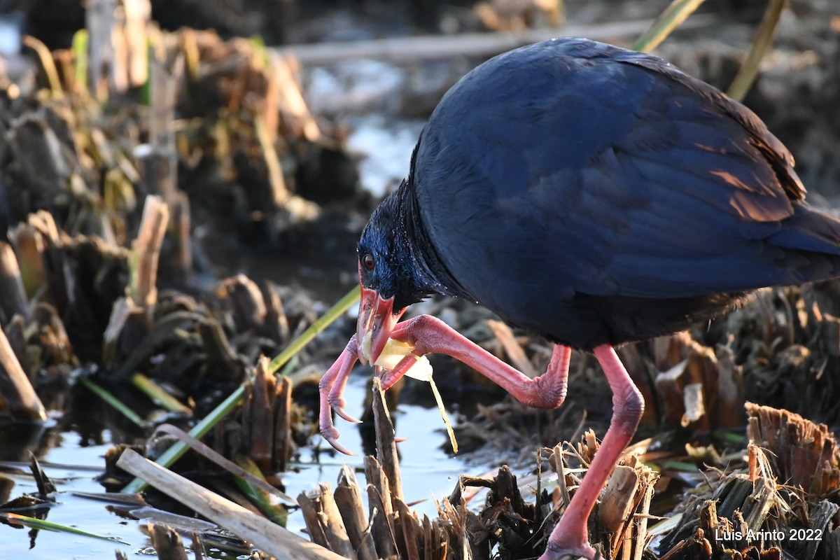 Western Swamphen - Luis Arinto