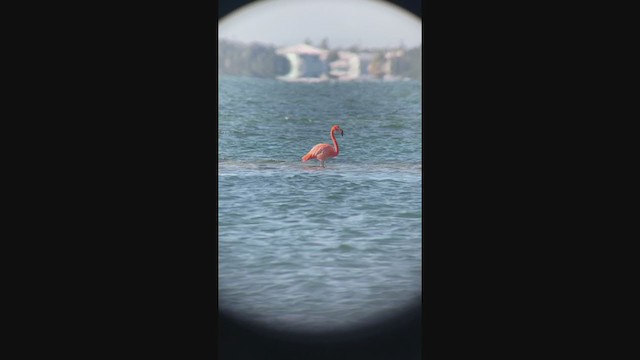 Amerika Flamingosu - ML407991251