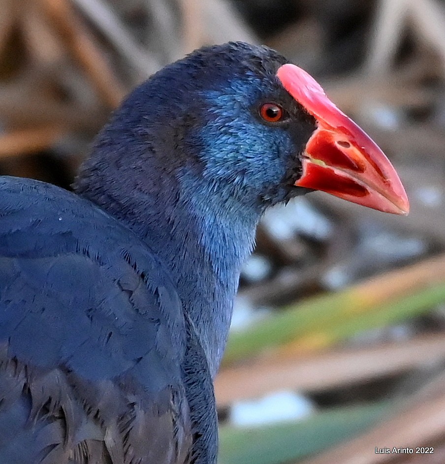 Western Swamphen - Luis Arinto