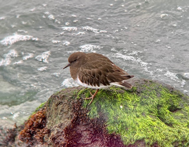Black Turnstone - ML407992811