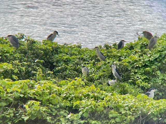 Black-crowned Night Heron - ML407992871