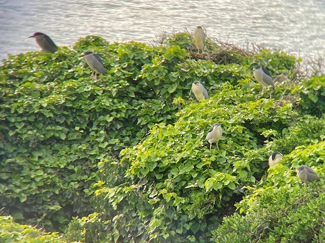 Black-crowned Night Heron - ML407992881