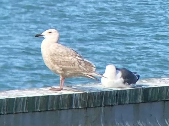 Glaucous-winged Gull - ML407992921
