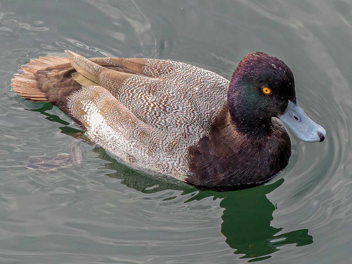 Greater/Lesser Scaup - Marisa Hernandez