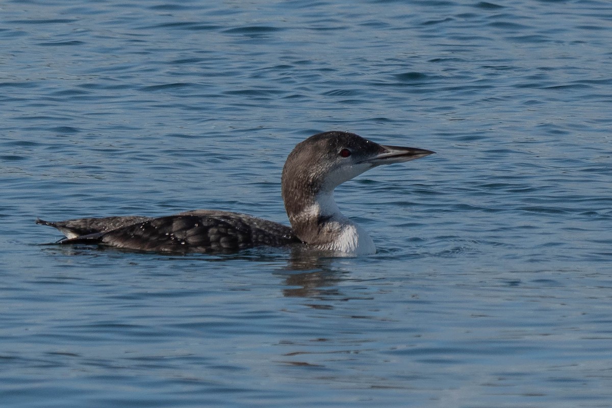 Common Loon - Grace Oliver