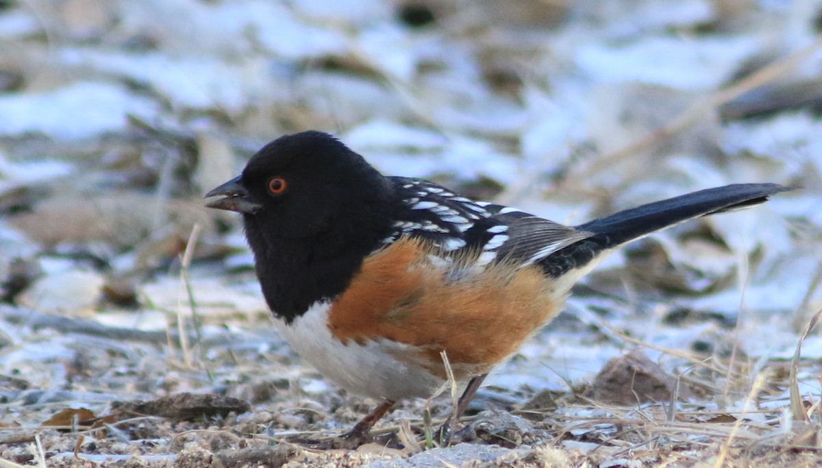 Spotted Towhee - ML407996341