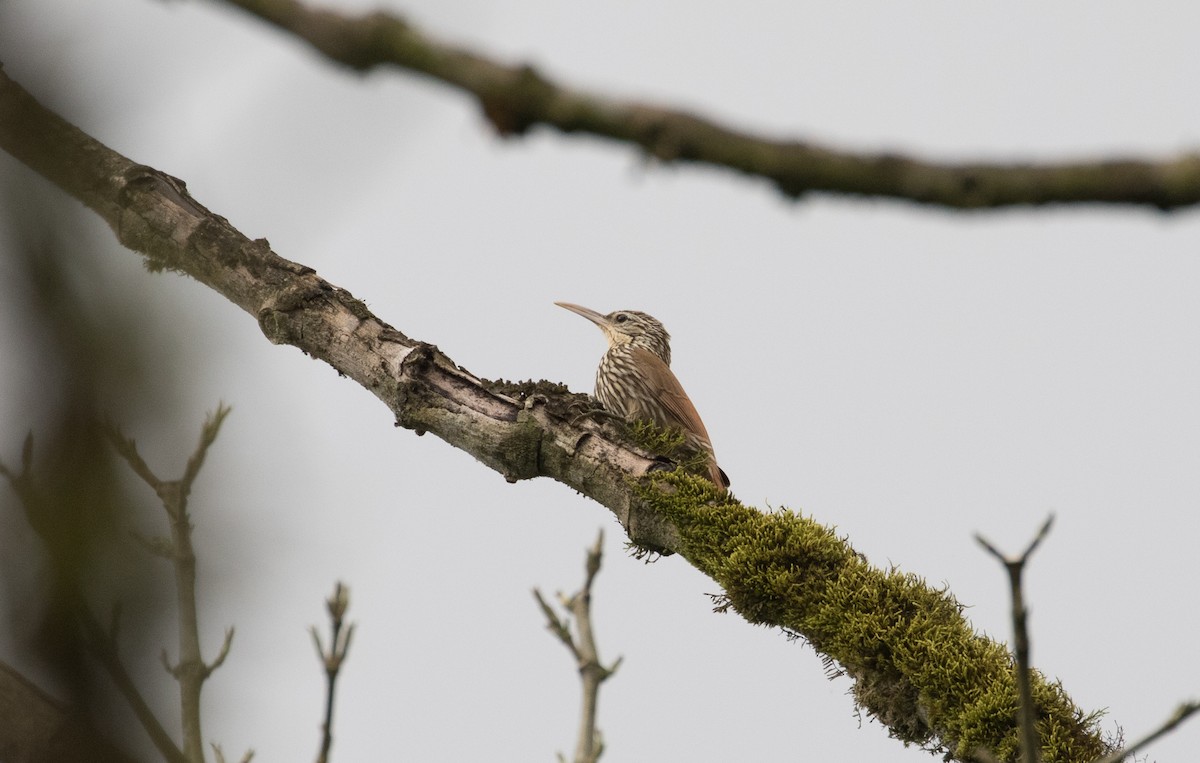 Streak-headed Woodcreeper - ML407997571