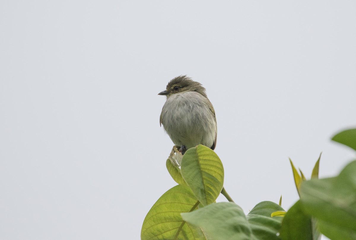 Choco Tyrannulet - Cullen Hanks