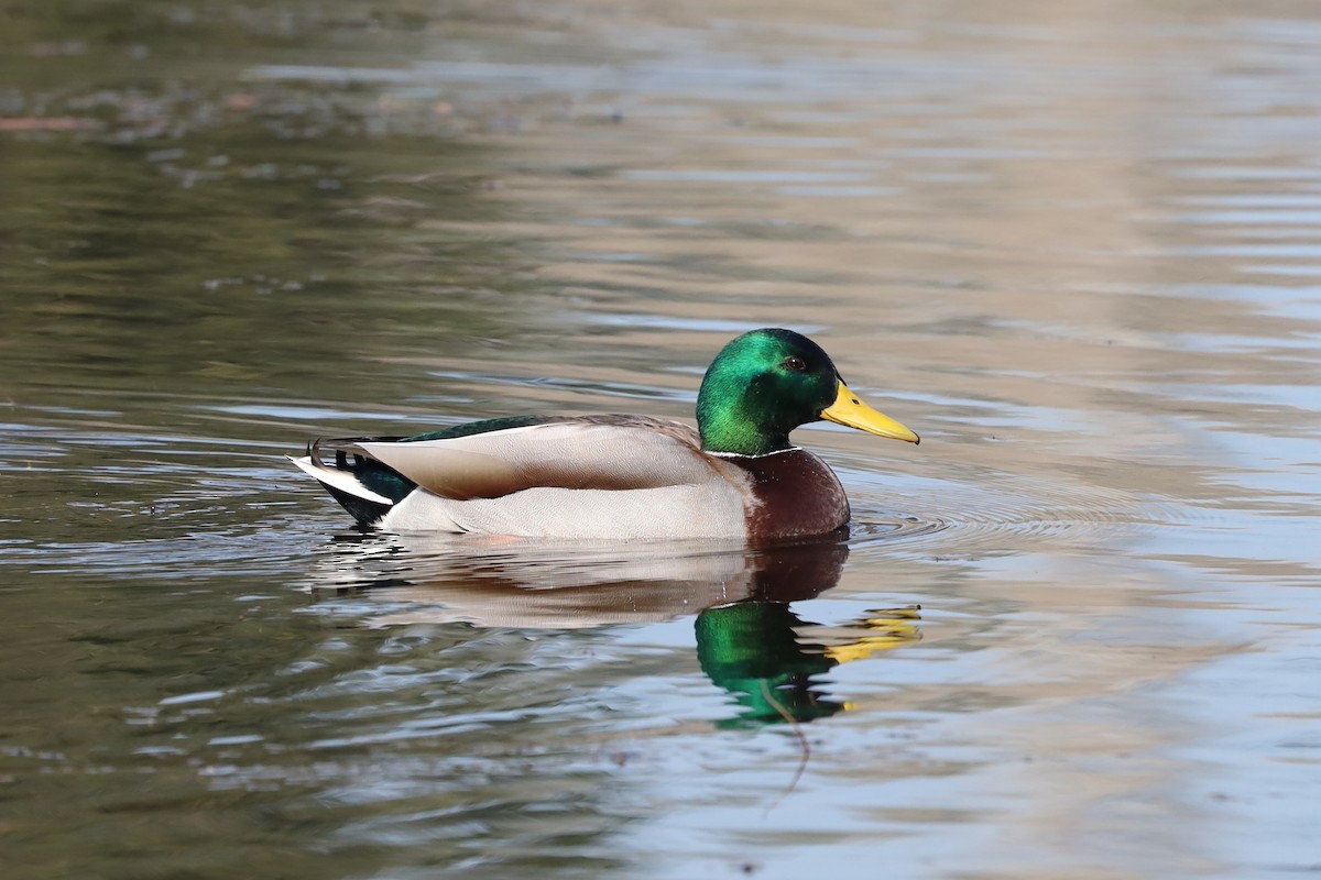 Mallard - ML407999421