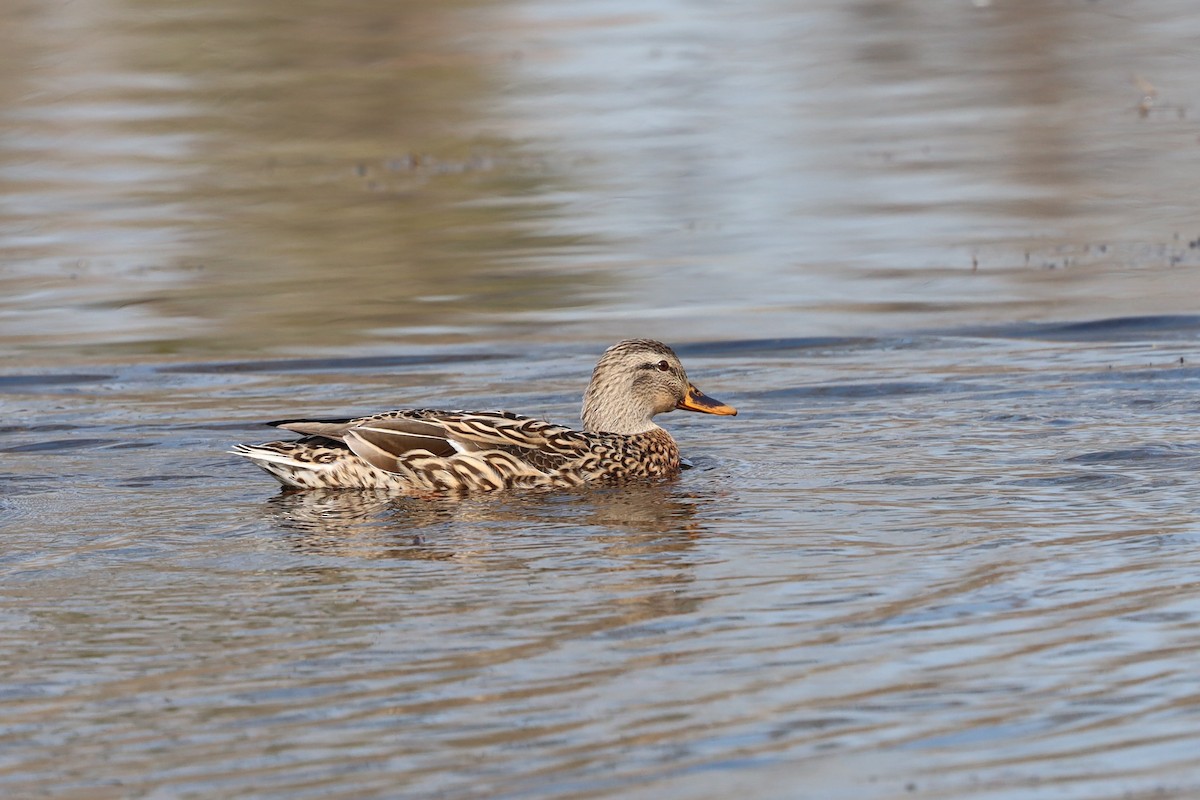 Mallard - William Rockey