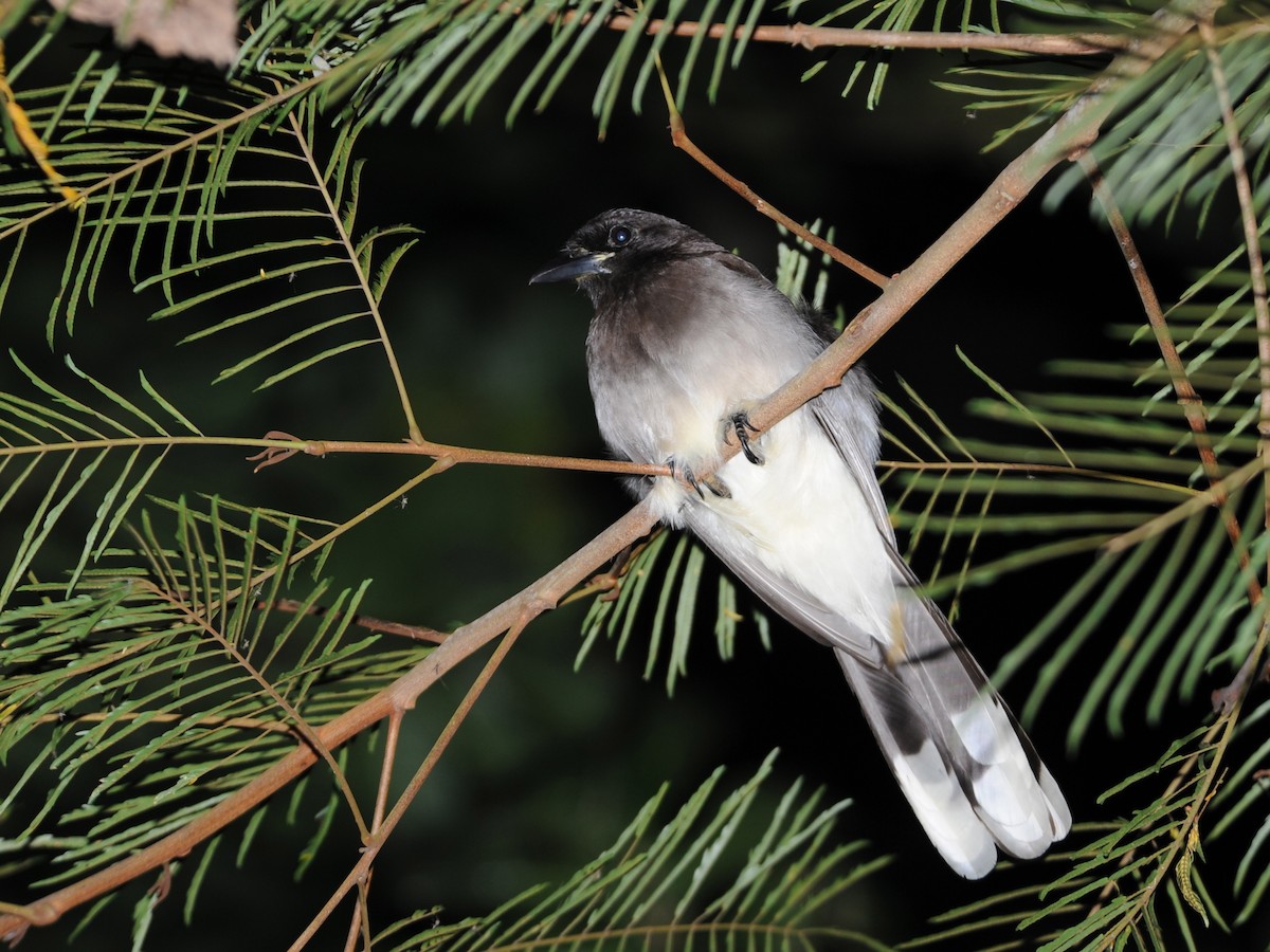 Brown Jay - ML40800031