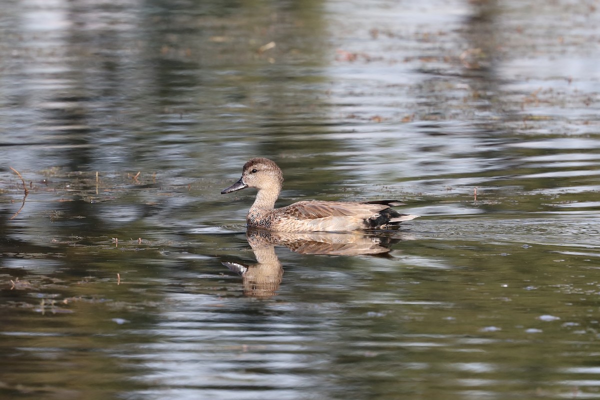 Gadwall - ML408000431