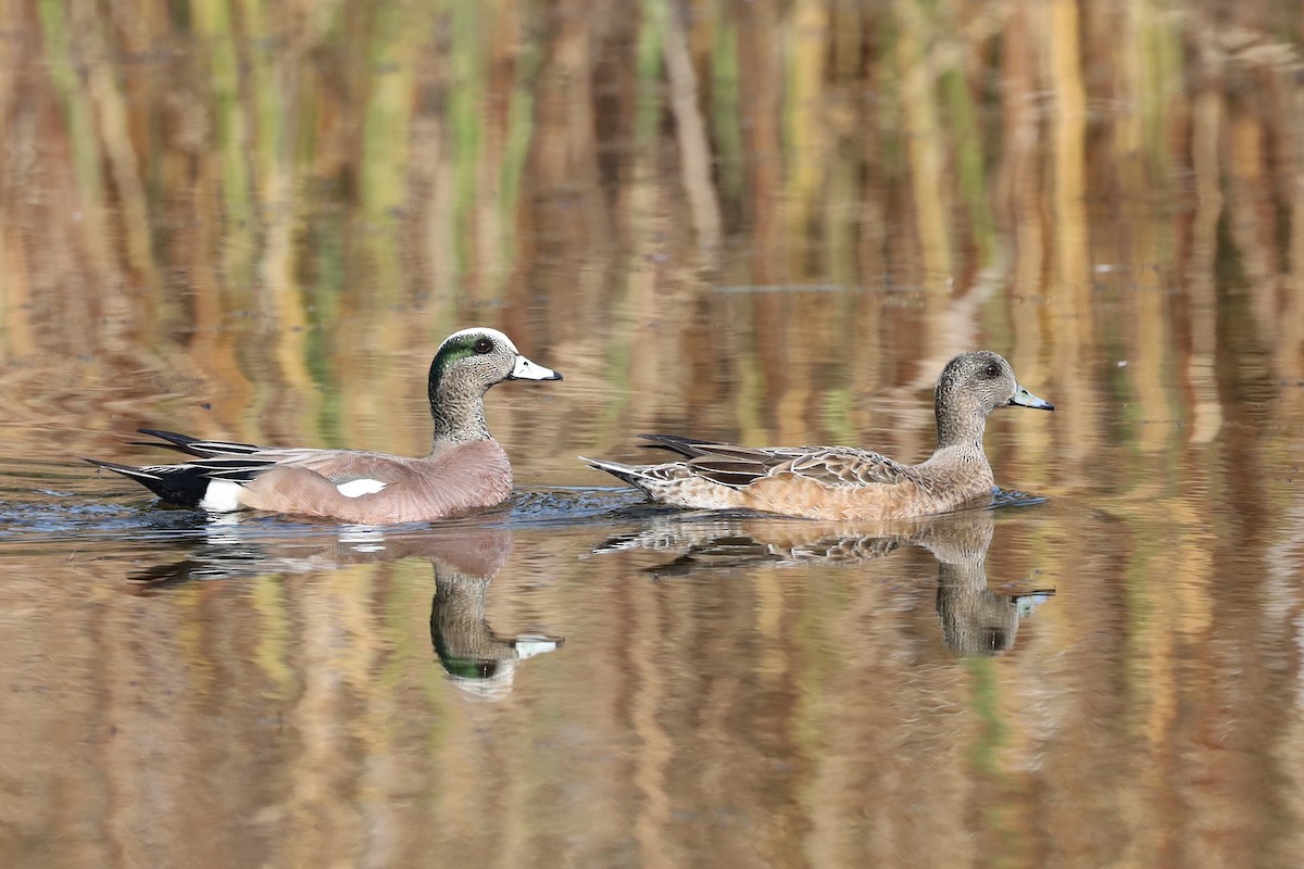 American Wigeon - William Rockey