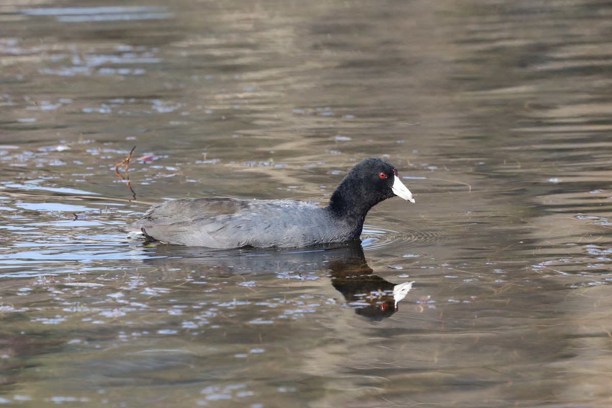 American Coot - William Rockey