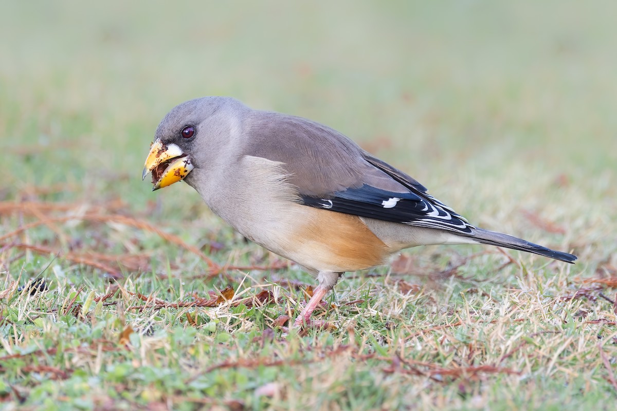 Yellow-billed Grosbeak - ML408000791