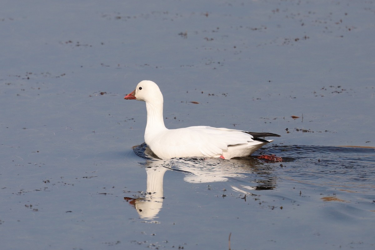 Ross's Goose - ML408000881