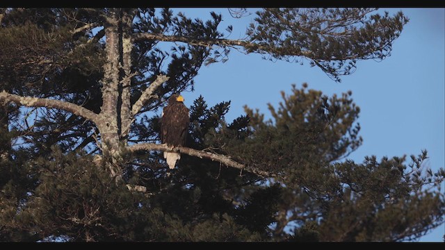 Steller's Sea-Eagle - ML408000941