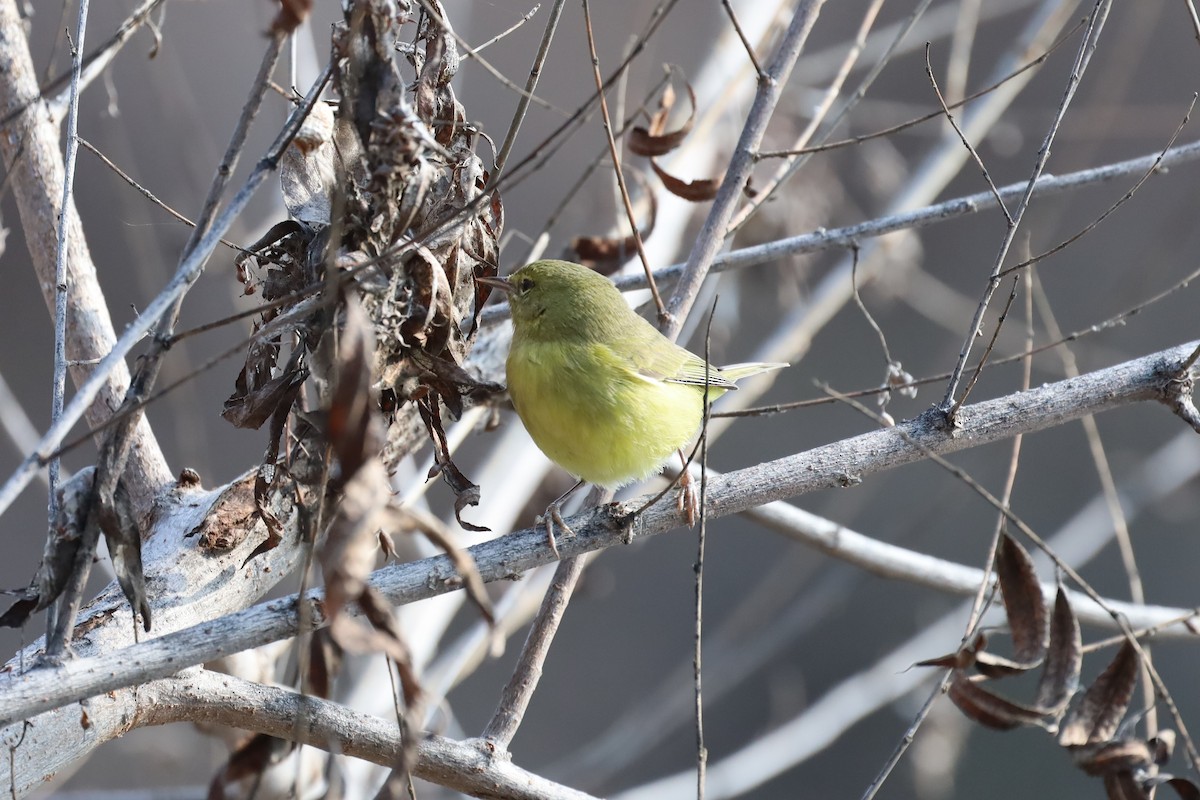 Orange-crowned Warbler - ML408000991