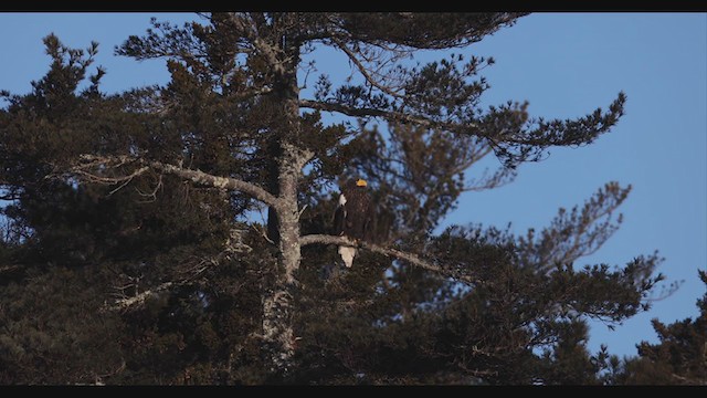 Steller's Sea-Eagle - ML408001171