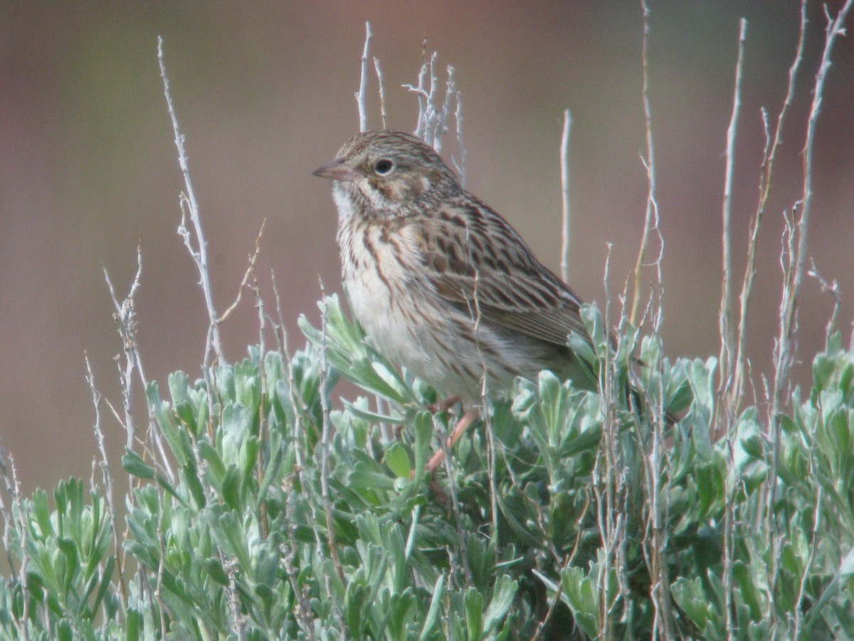 Vesper Sparrow - ML40800181