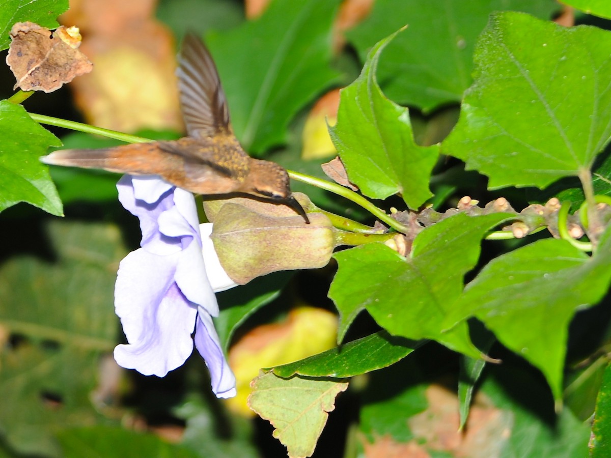 Stripe-throated Hermit - ML40800201