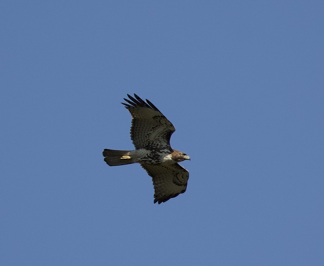 Red-tailed Hawk - Sandy Townsend