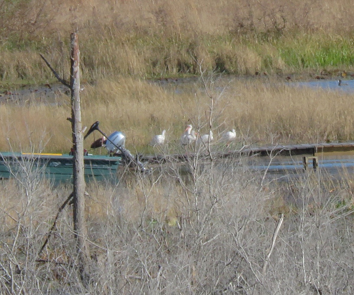 White Ibis - ML408002101