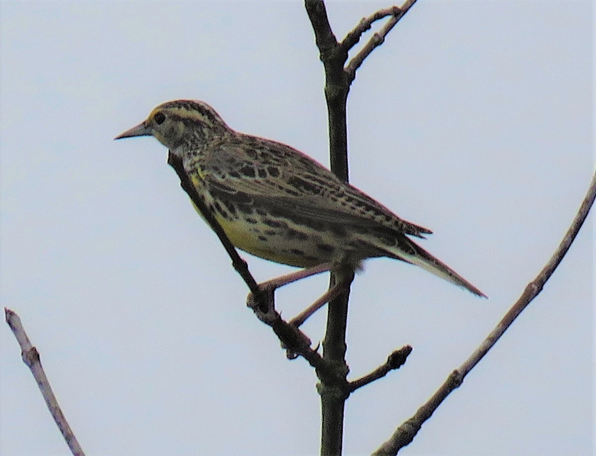 Western Meadowlark - ML408002371