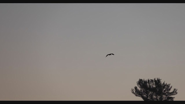 Steller's Sea-Eagle - ML408003201