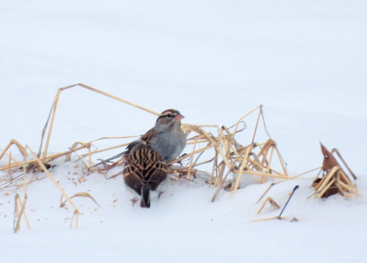 Chipping Sparrow - Jack OConnell