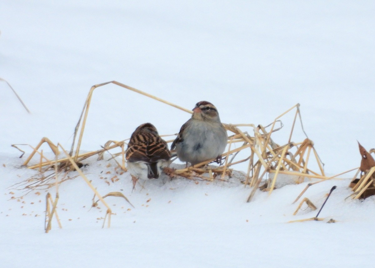 Chipping Sparrow - Jack OConnell