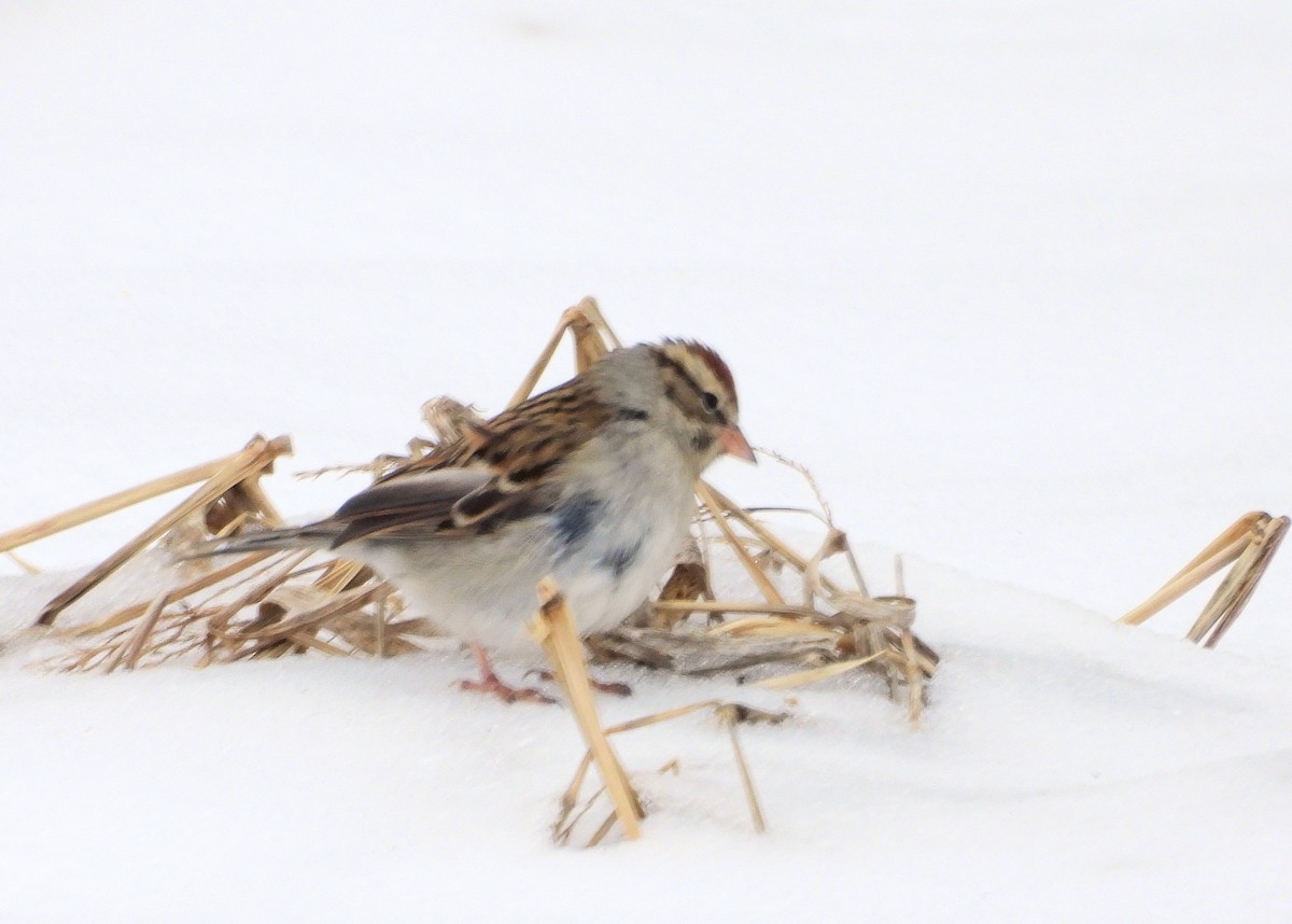 Chipping Sparrow - Jack OConnell