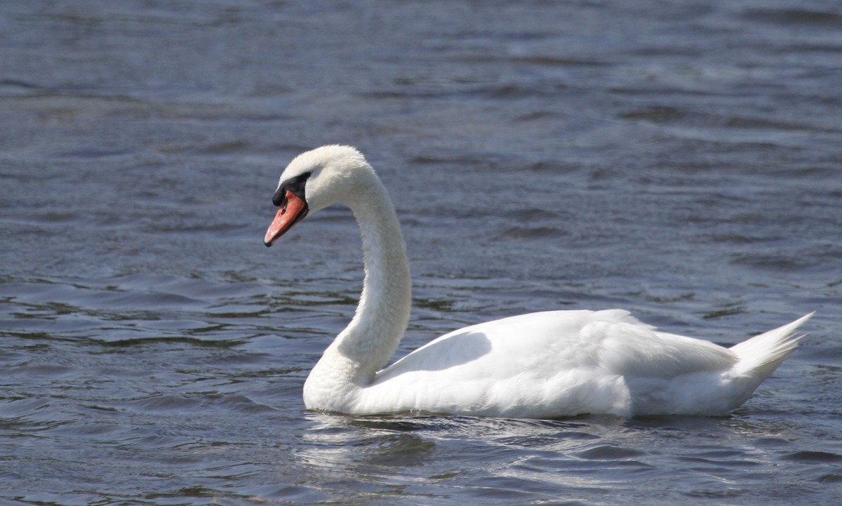 Mute Swan - ML408006021