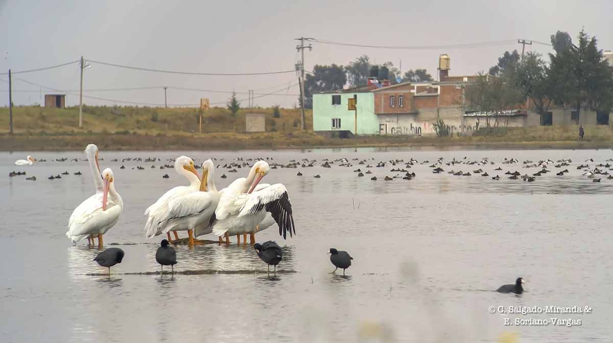 American White Pelican - ML408006121