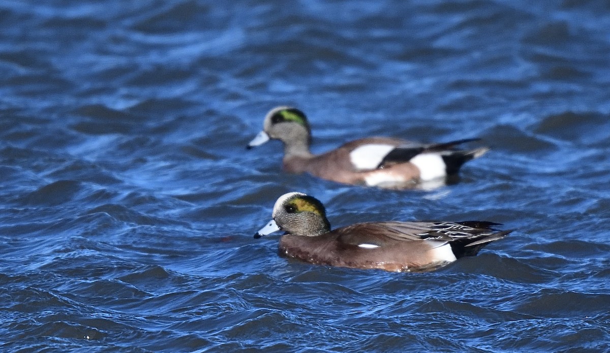 American Wigeon - ML408006281