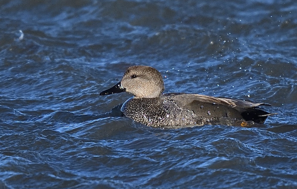 Gadwall - ML408006331