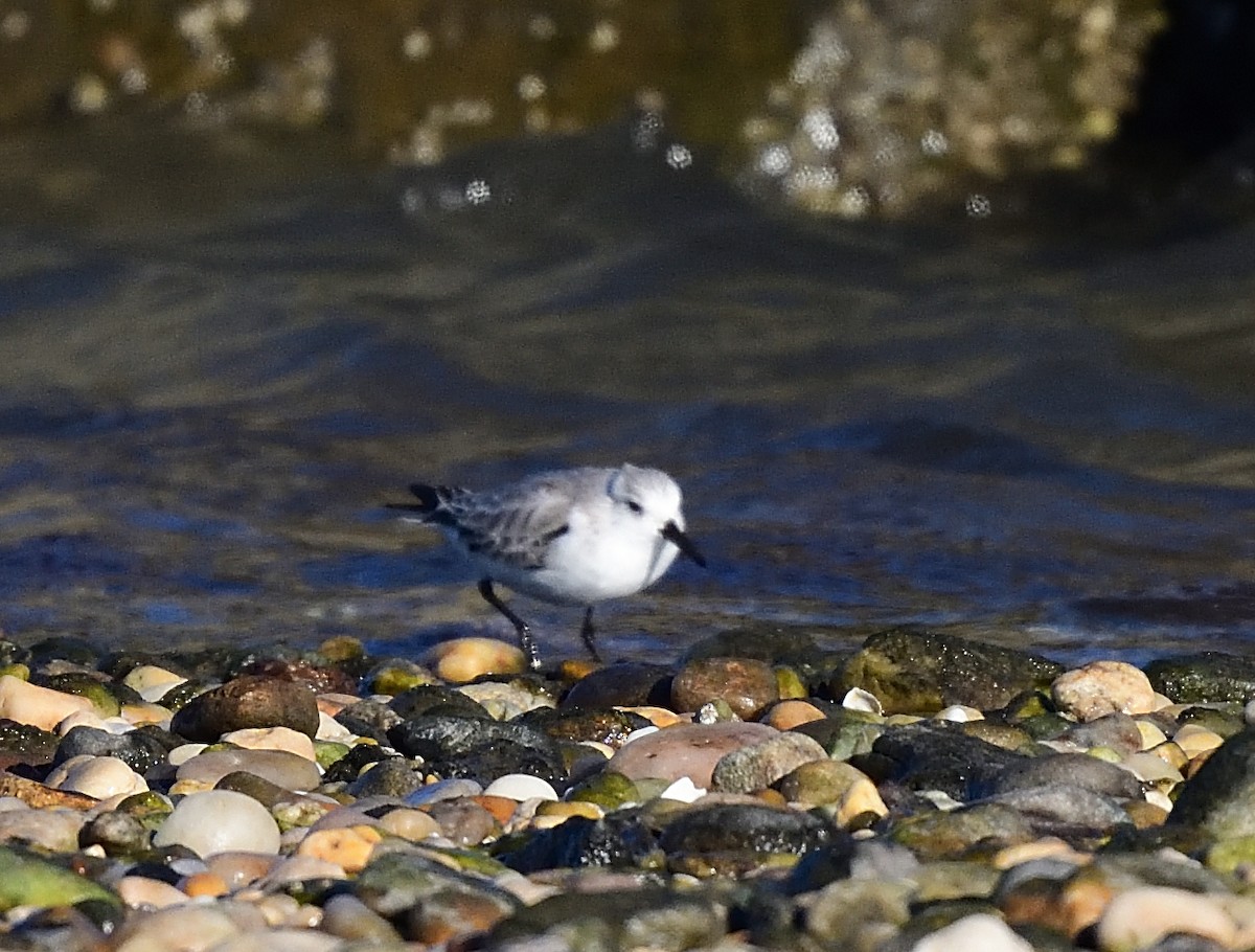 Bécasseau sanderling - ML408006641