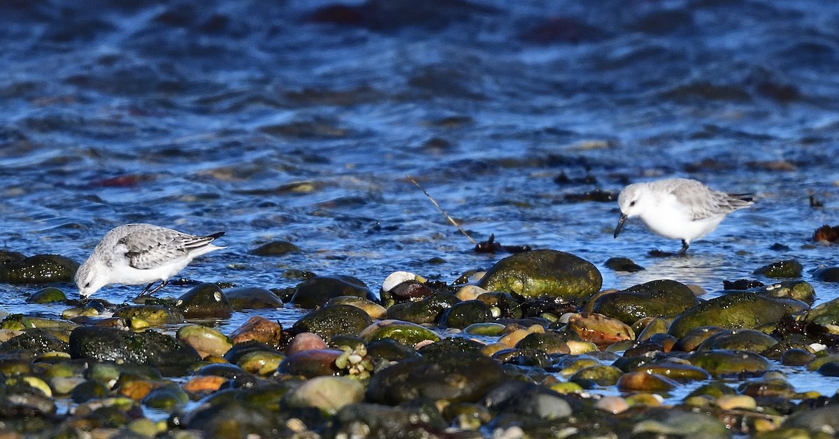 Bécasseau sanderling - ML408006651