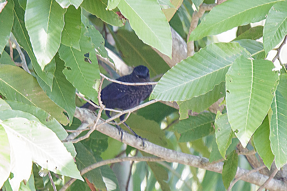 Blue Whistling-Thrush (Black-billed) - ML408007281