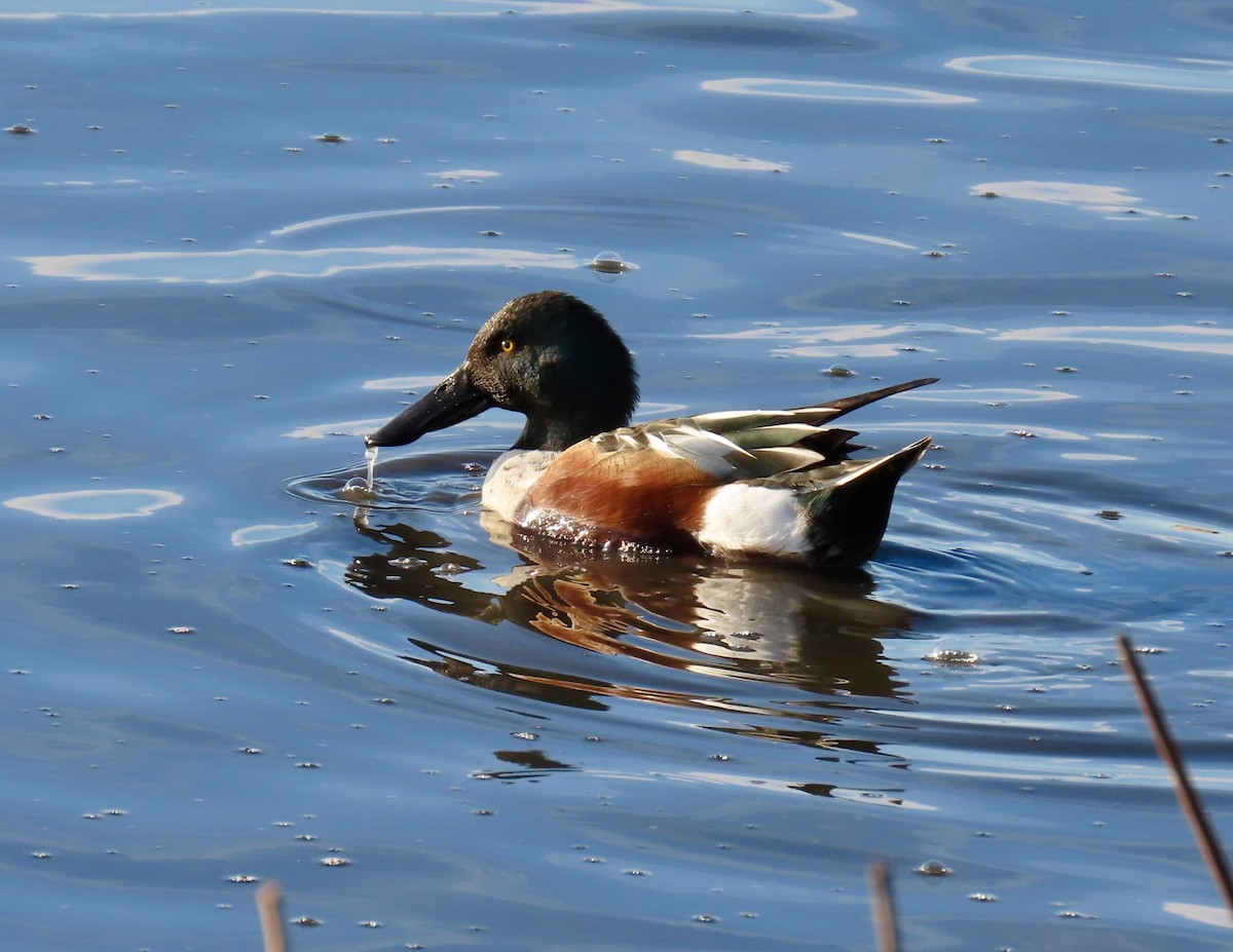 Northern Shoveler - ML408008121