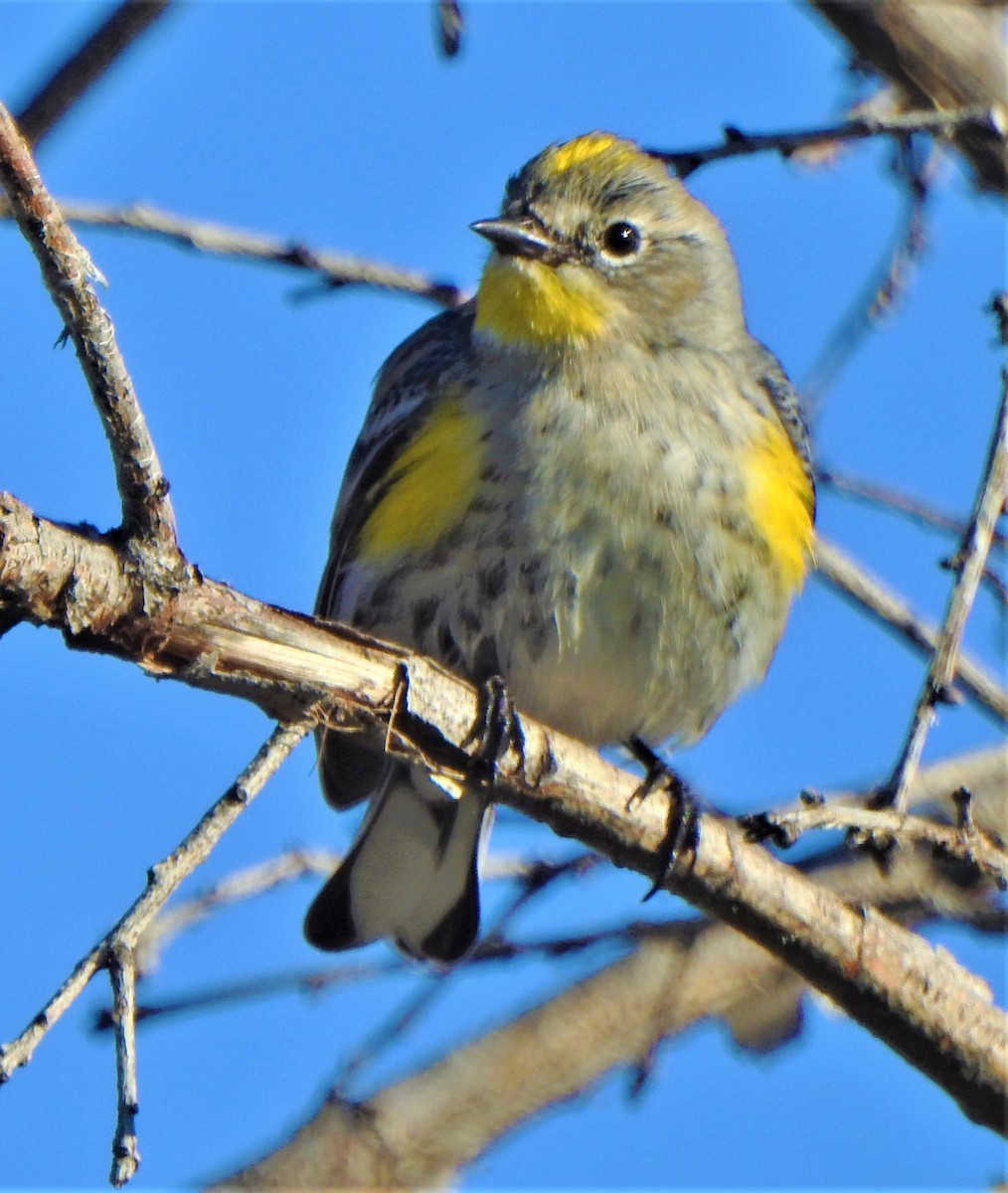Yellow-rumped Warbler - Karen McClure