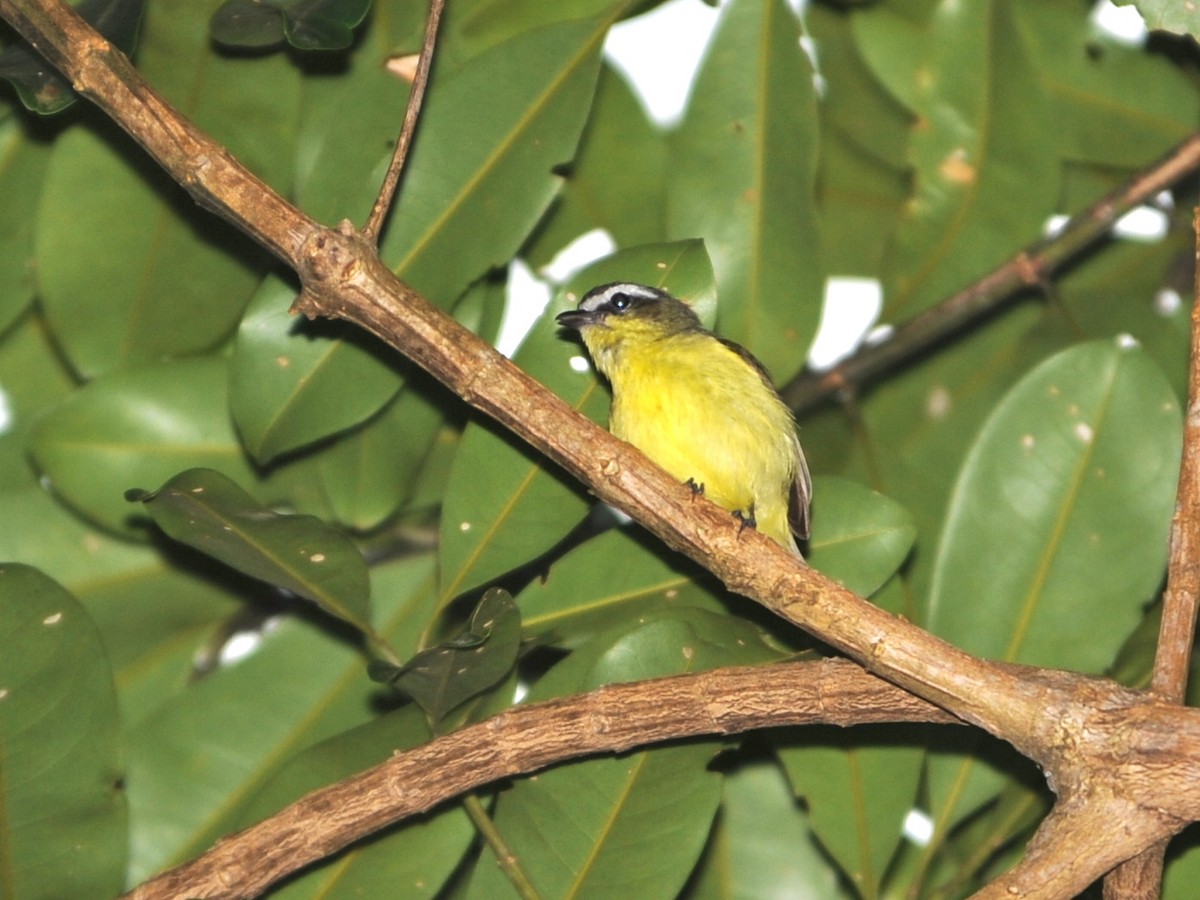 Yellow-bellied Tyrannulet - ML40800891