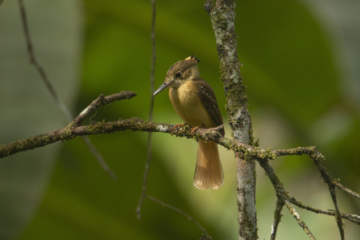 Tropical Royal Flycatcher - ML408010131