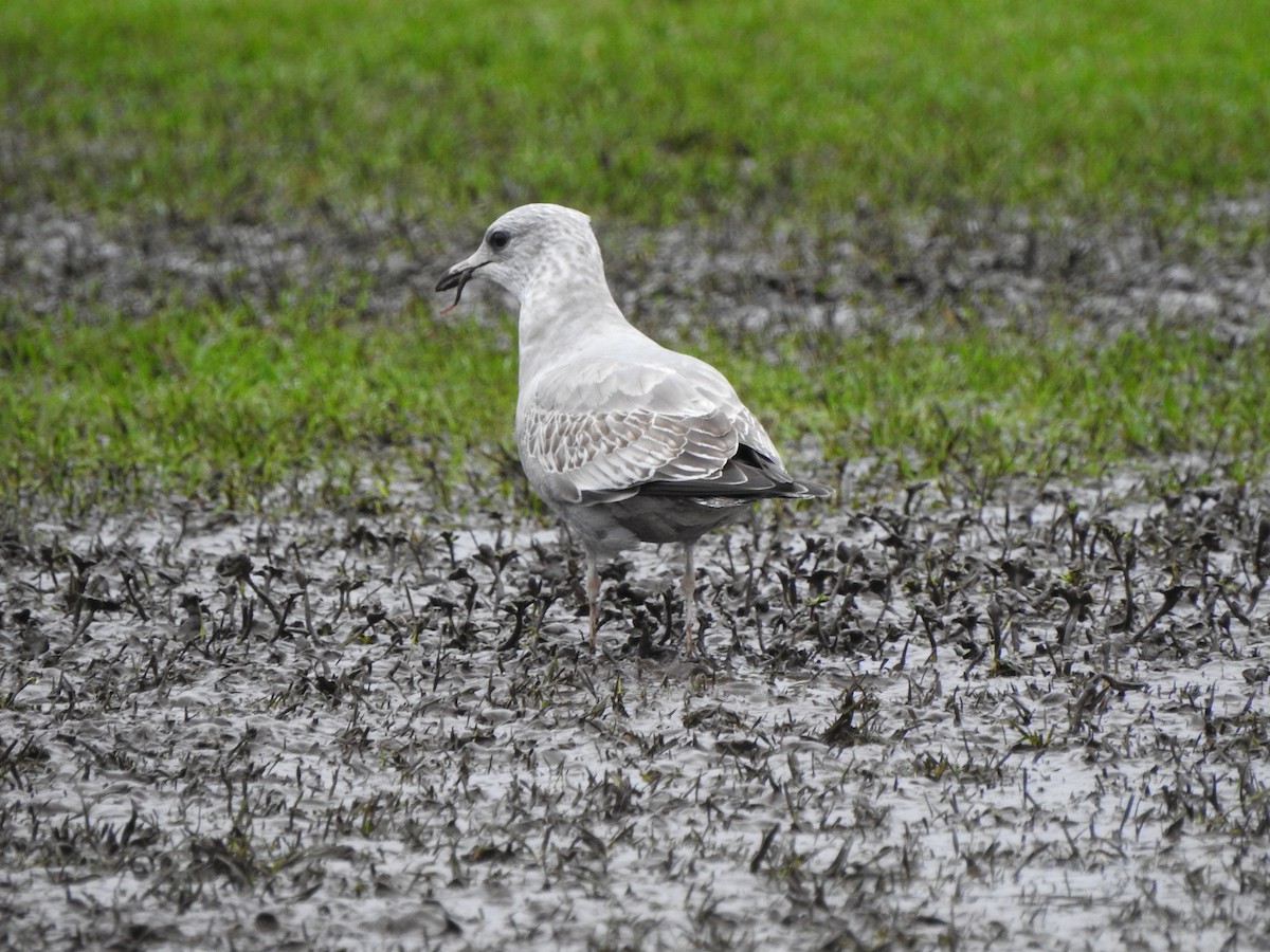 Short-billed Gull - ML408010211