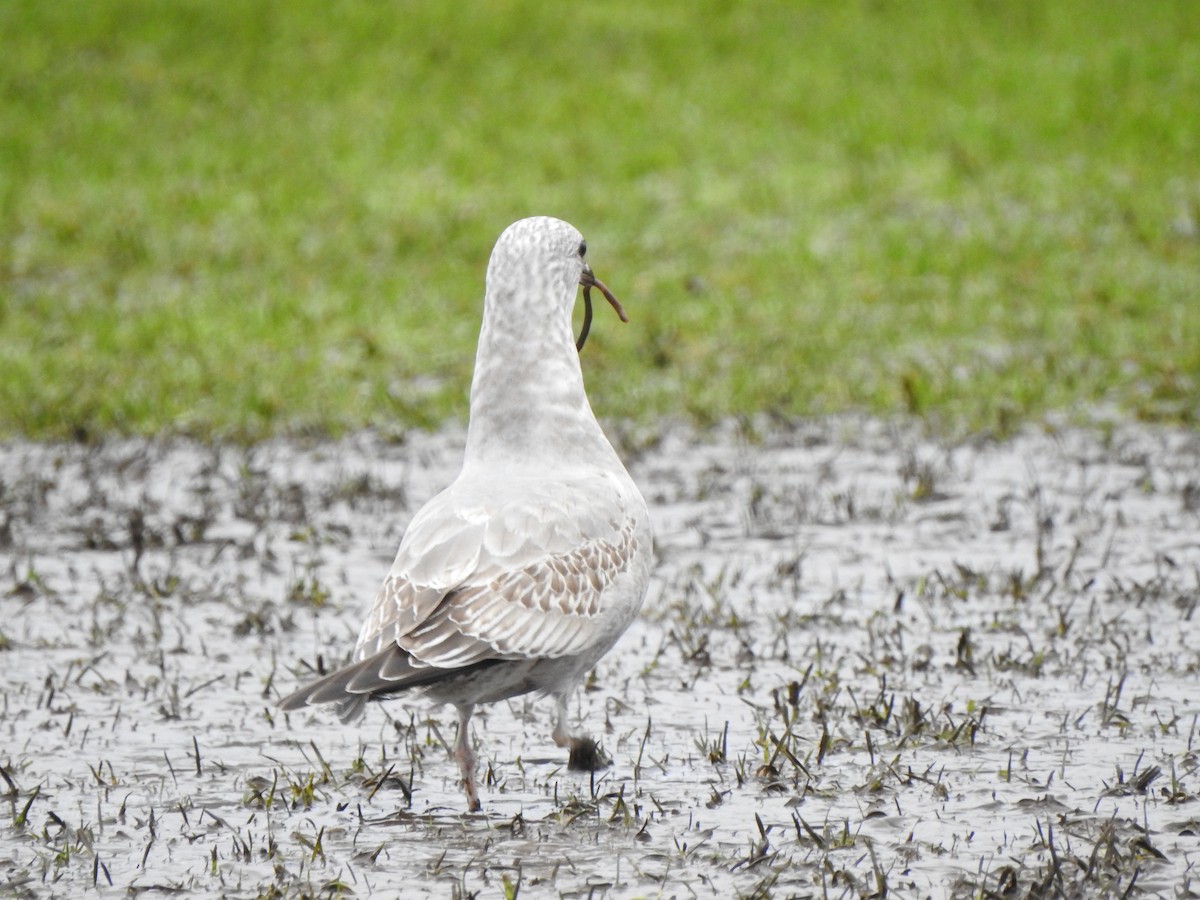 Short-billed Gull - ML408010271