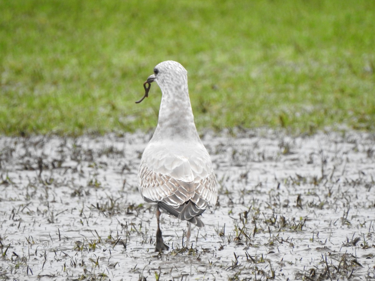 Short-billed Gull - ML408010291